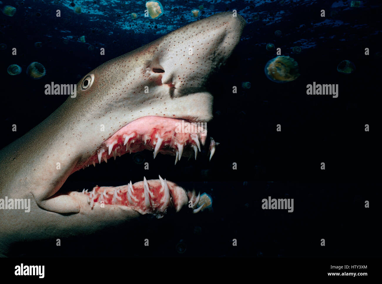 Sand Tiger Shark (Eugomphodus taurus) se présente dans la nuit - la mer des Caraïbes. Numérique de l'image manipulée. Banque D'Images