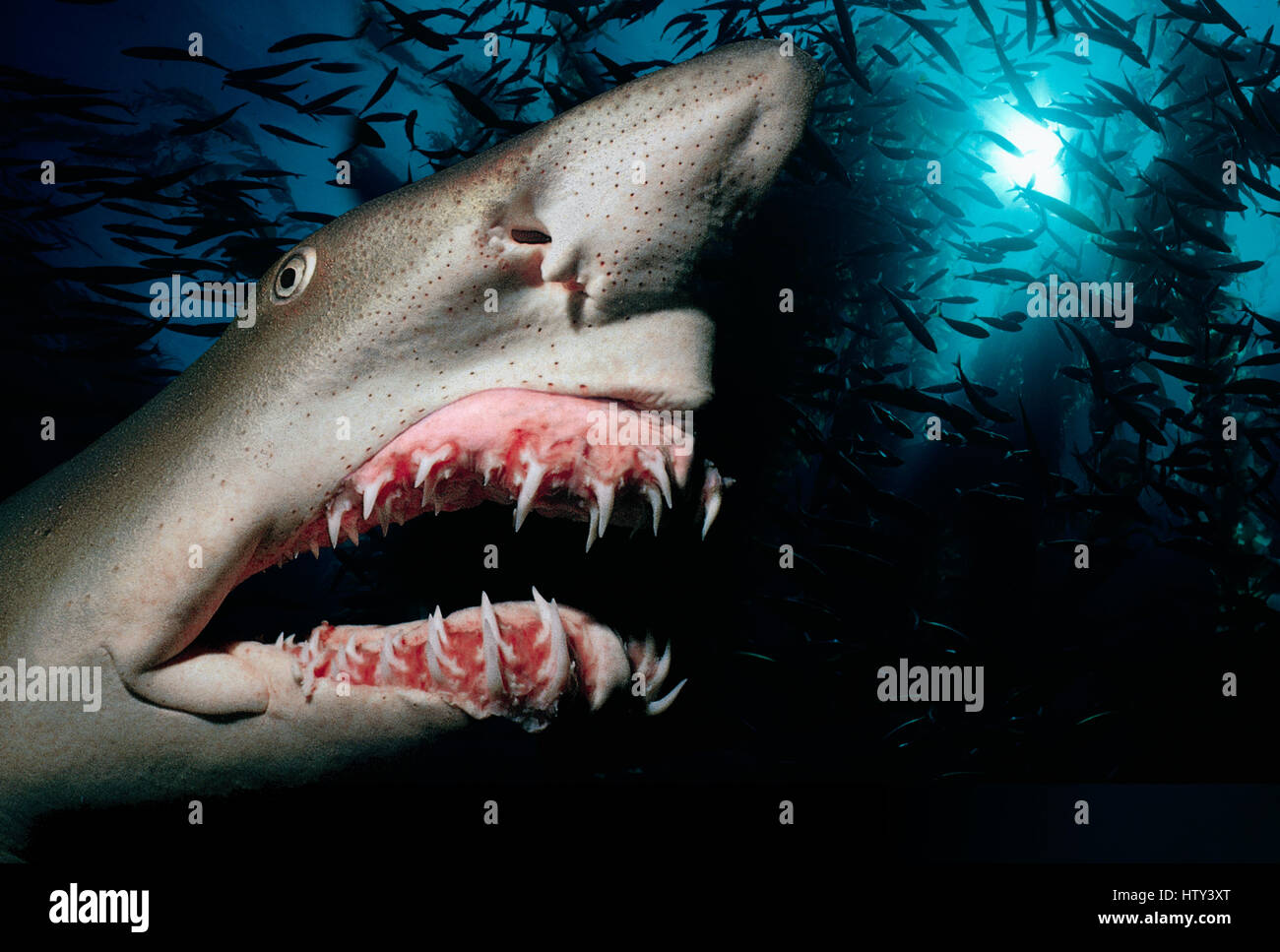 Sand Tiger Shark (Eugomphodus taurus) se présente dans la nuit - la mer des Caraïbes. Numérique de l'image manipulée. Banque D'Images