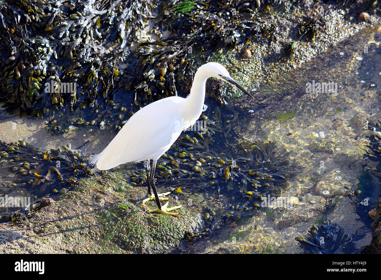 Aigrette au bord de l'eau . Banque D'Images