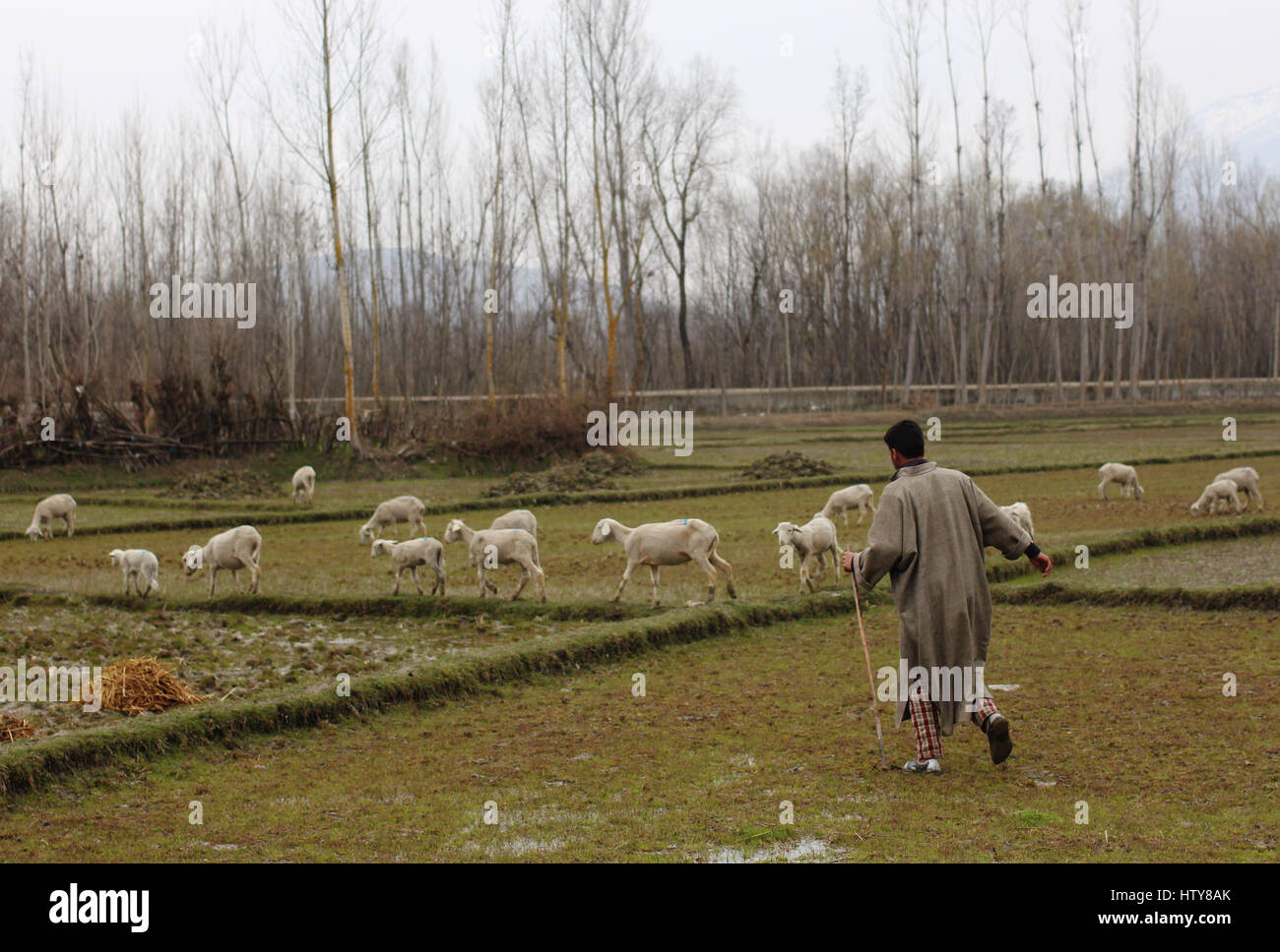 Srinagar, Inde. Mar 15, 2017. Un berger en tenant cattles dans le pâturage le Mercredi, Mars 15, 2017, dans la banlieue de Srinagar, dans le Cachemire sous contrôle indien. Credit : Umer Asif/Pacific Press/Alamy Live News Banque D'Images