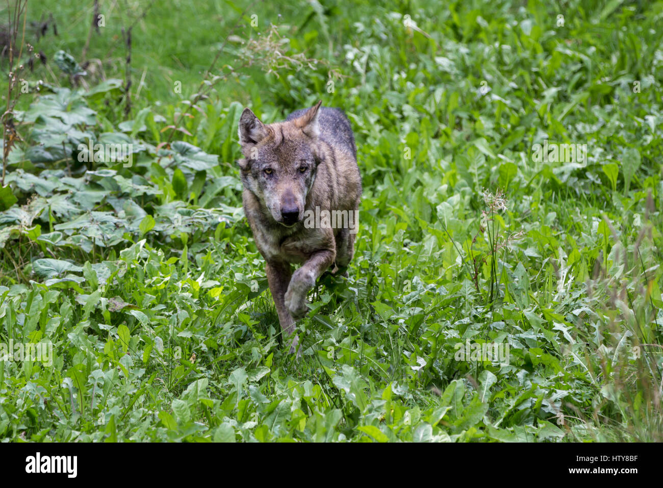 Loup en forêt Banque D'Images