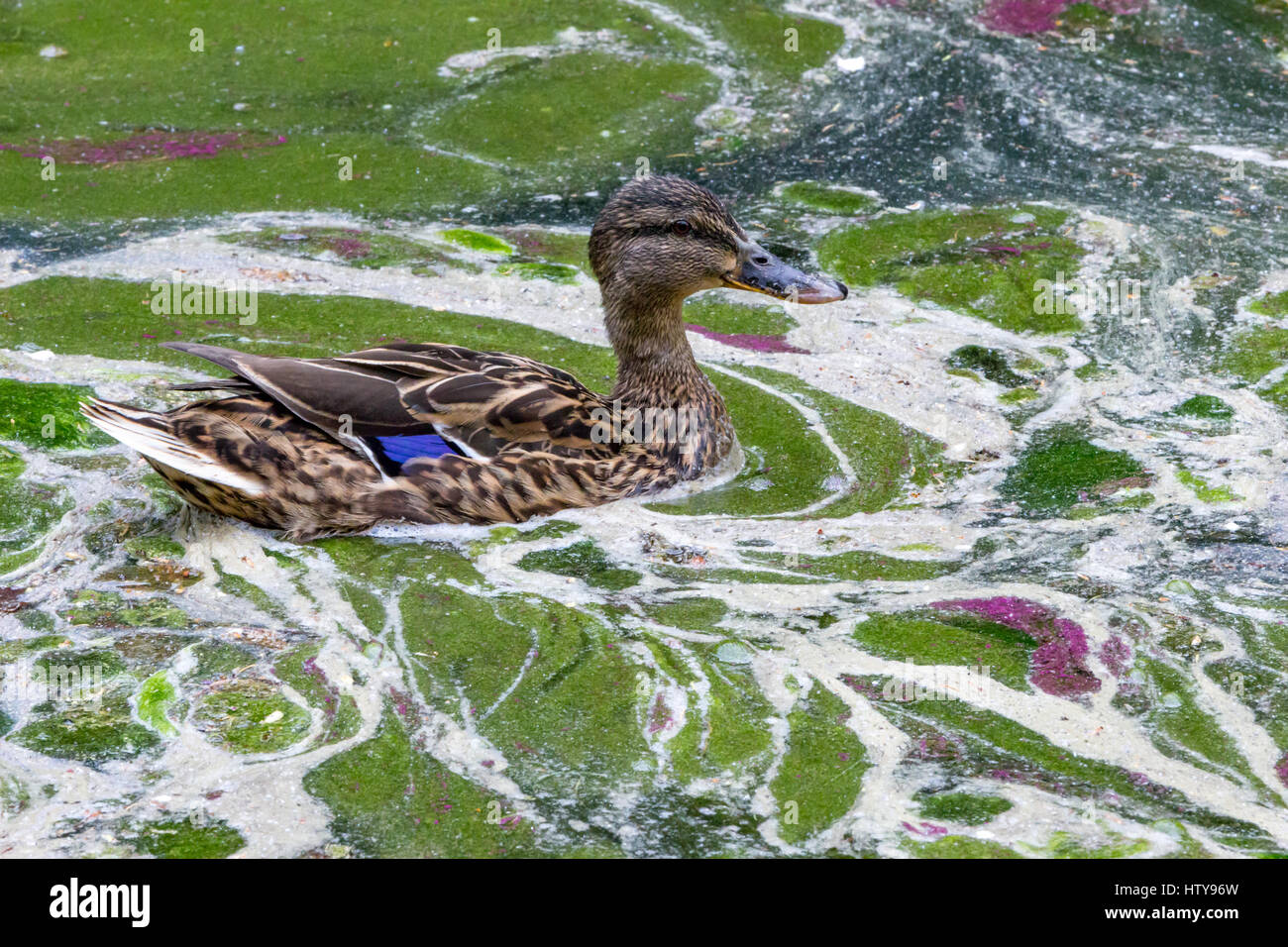 Canards dans le lac sale Banque D'Images