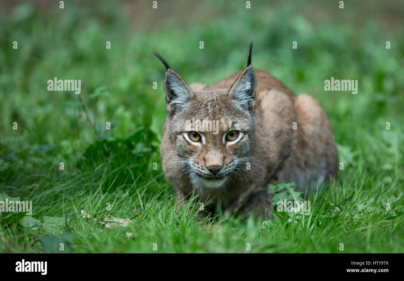 Le lynx dans la faune Banque D'Images