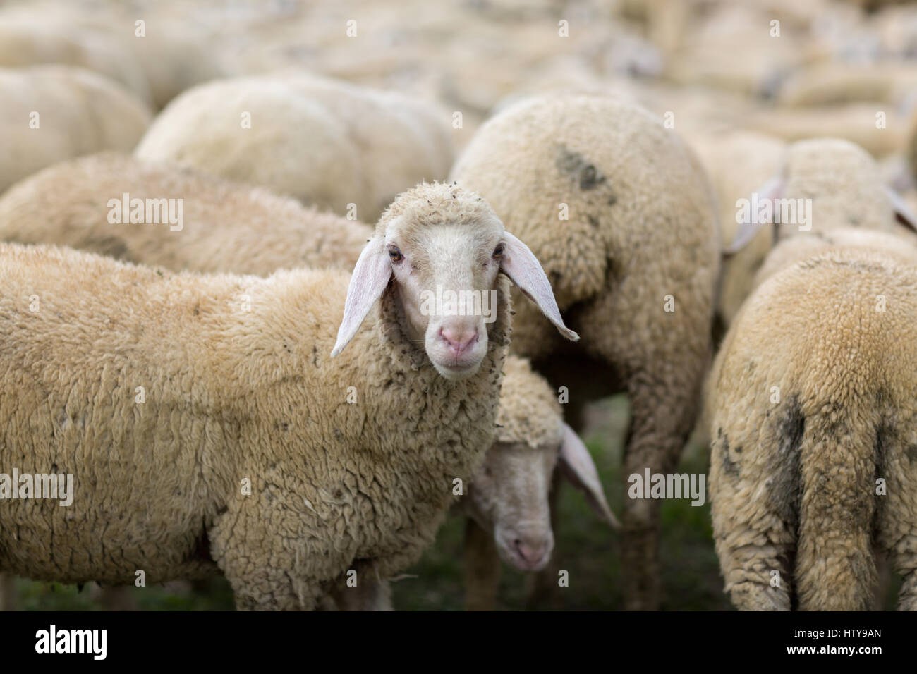 Troupeau de moutons Banque D'Images