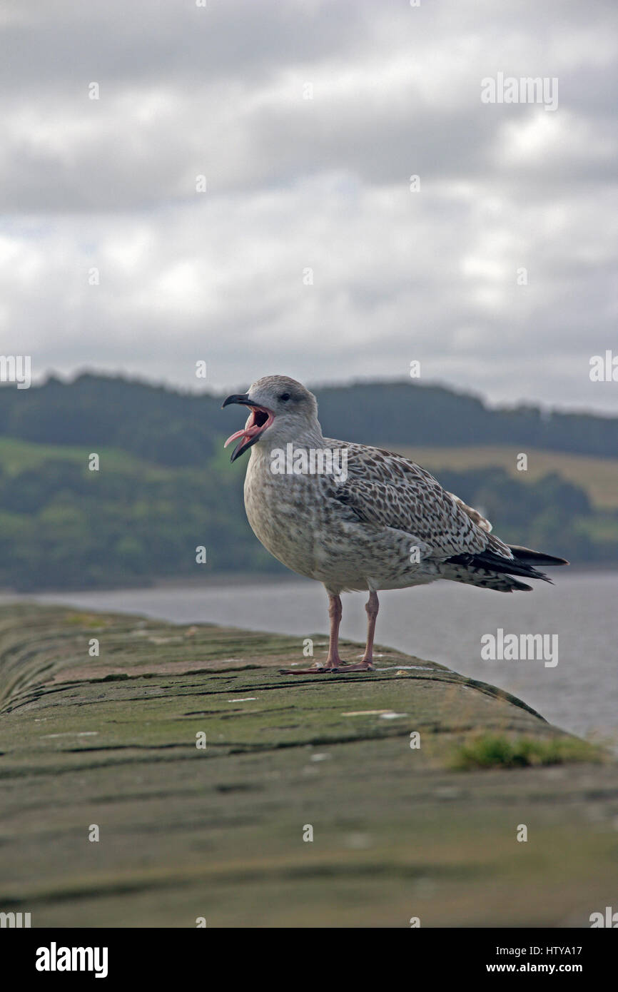 Une Mouette Yawning Baby Banque D'Images