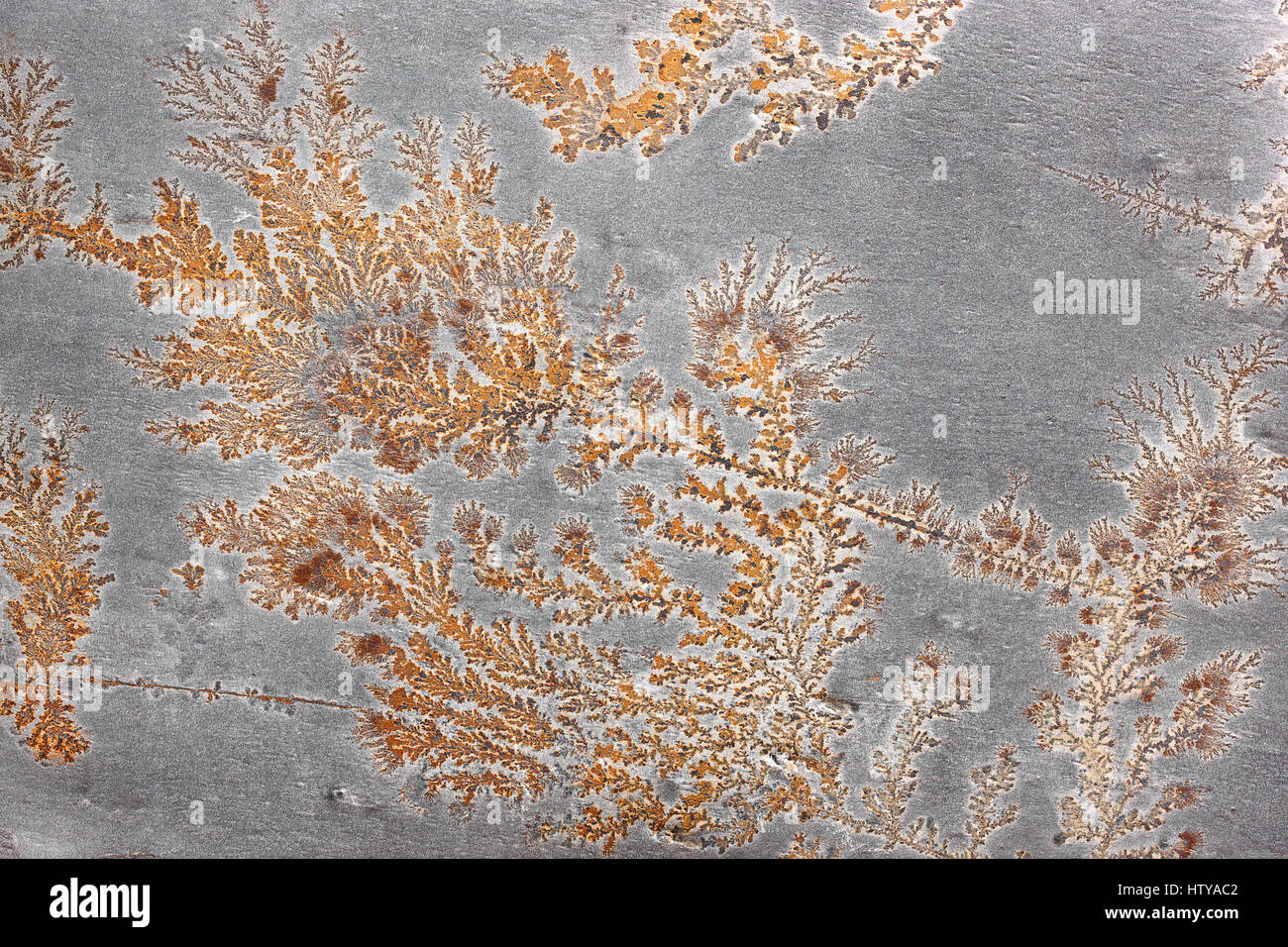 Plante fossile dans une dalle de pierre Banque D'Images