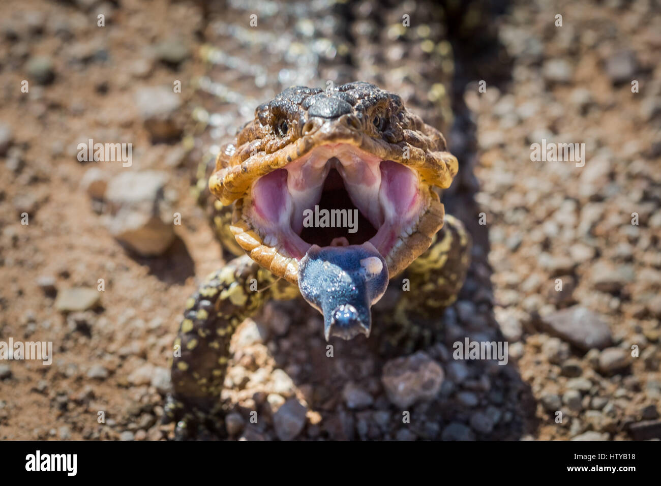 Shingleback Lizard (Tiliqua rugosa) Banque D'Images
