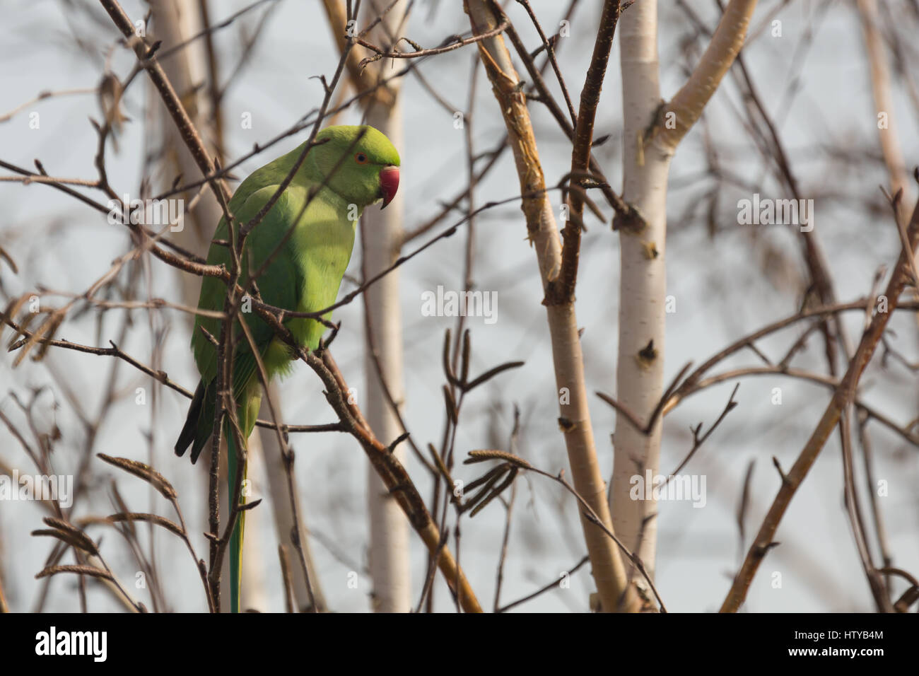 Perruche à Collier Vert Psittacula Krameri Oiseau