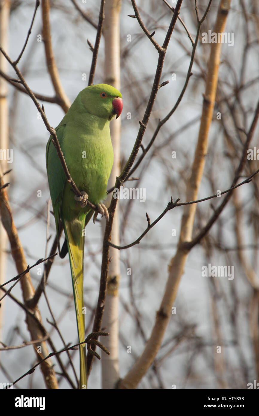 Perruche à Collier Vert Psittacula Krameri Oiseau