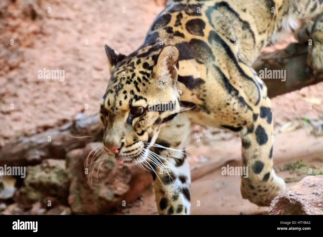 Une panthère nébuleuse dans c'est la maison à un zoo. Banque D'Images