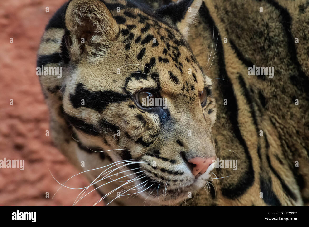 Une panthère nébuleuse dans c'est la maison à un zoo. Banque D'Images