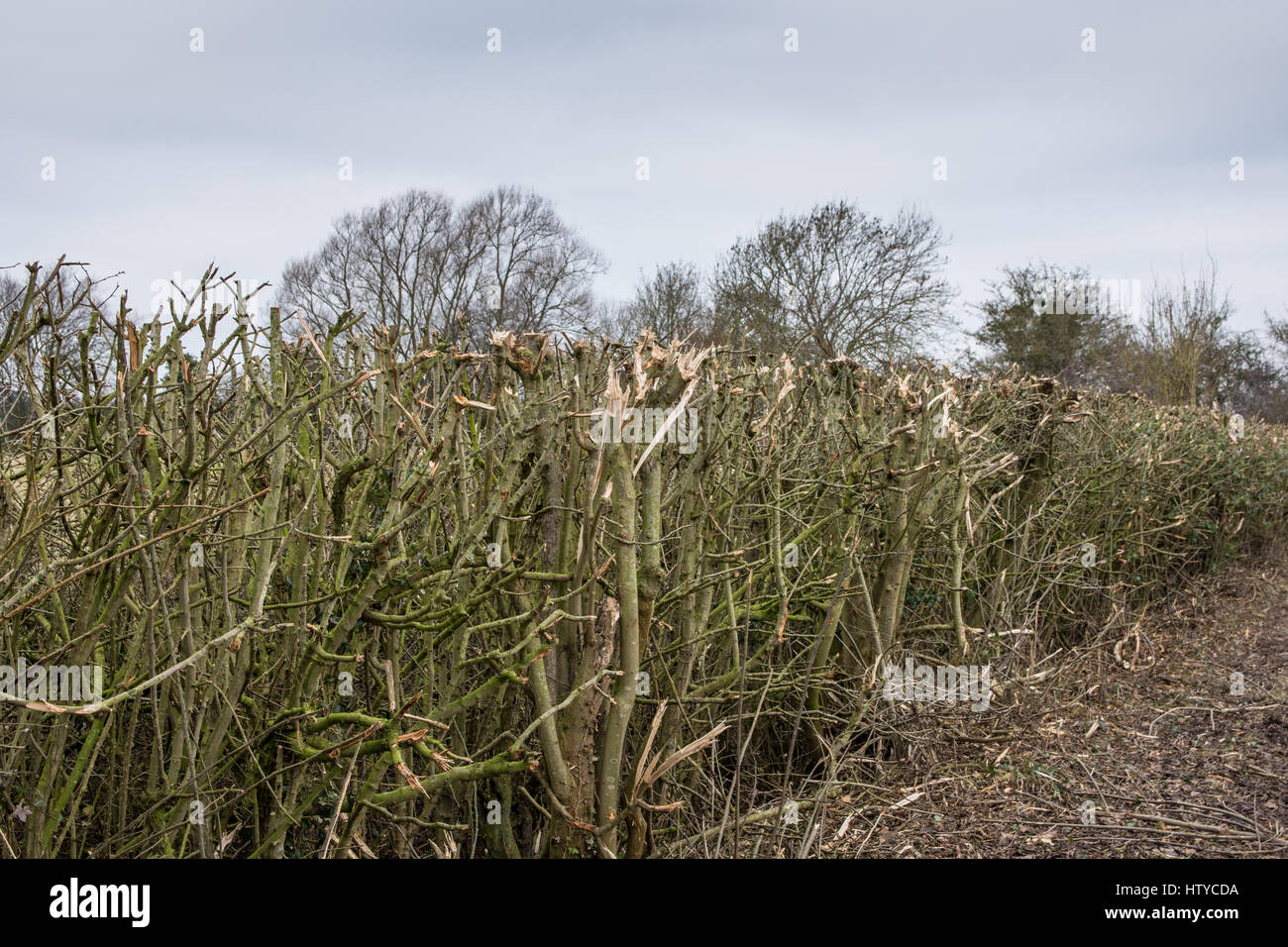 Le taillage de haie fort avec un fléau hedgecutter montrant fente et matériaux endommagés Banque D'Images