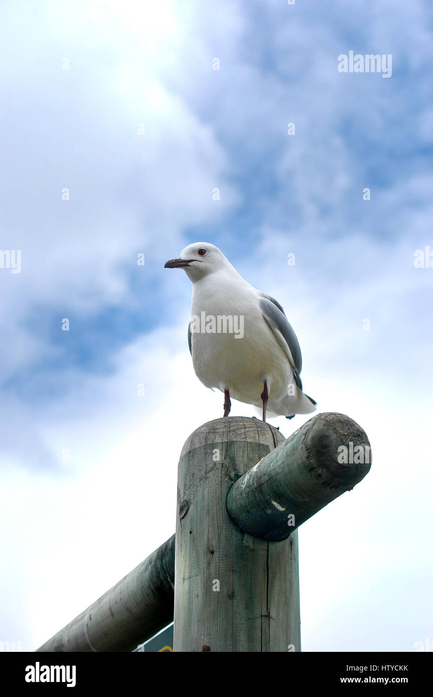 Low angle de Seagull on wooden post, Hout Bay, Afrique du Sud Banque D'Images