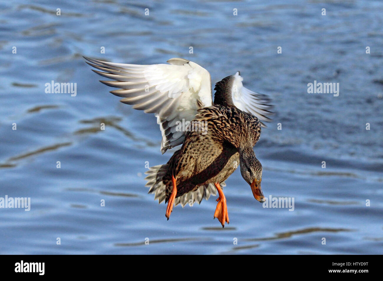 Une femelle Canard colvert en vol d'atterrir sur un étang Banque D'Images