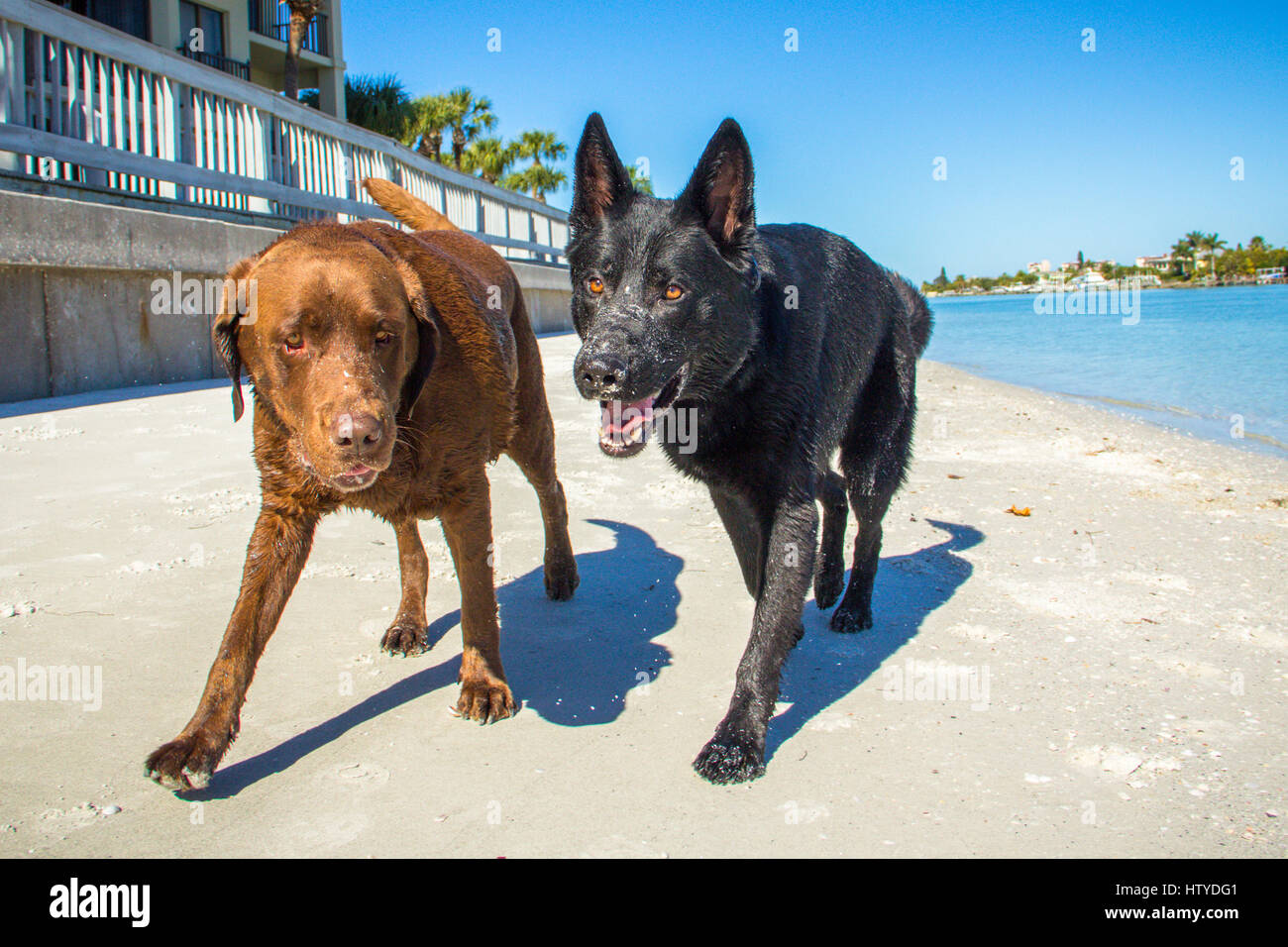 Chocolate Labrador et Berger allemand marchant sur la plage, Treasure Island, Floride, États-Unis Banque D'Images