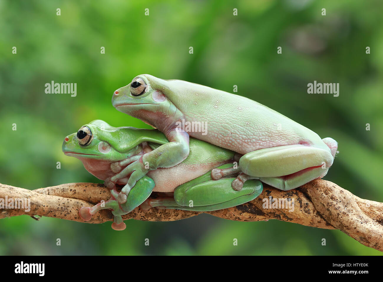 Deux grenouilles Dumpy assis sur une branche, l'Indonésie Banque D'Images
