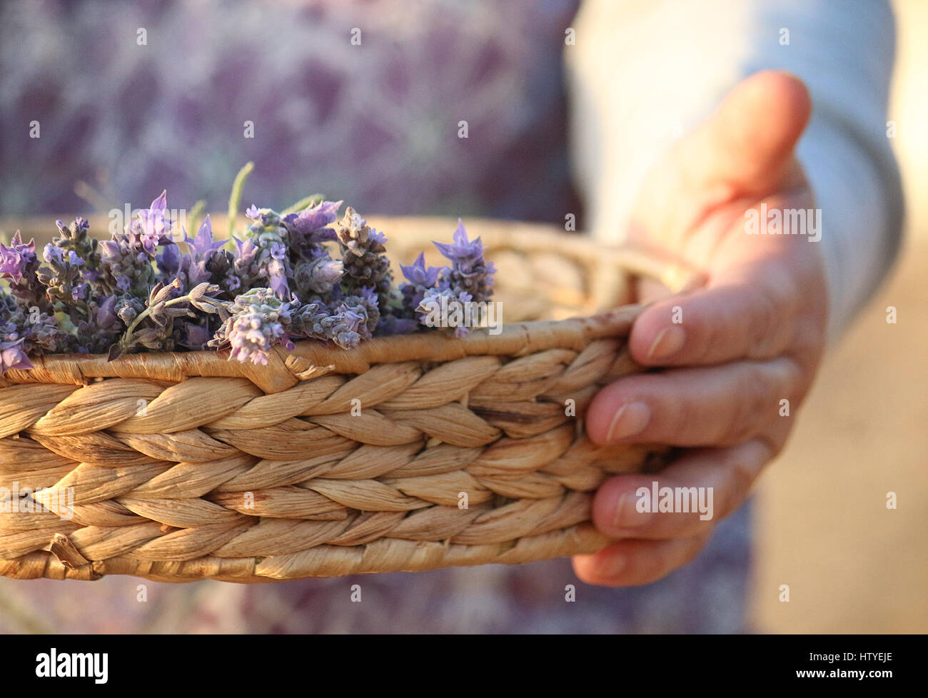 Femme tenant un panier avec des fleurs de lavande Banque D'Images