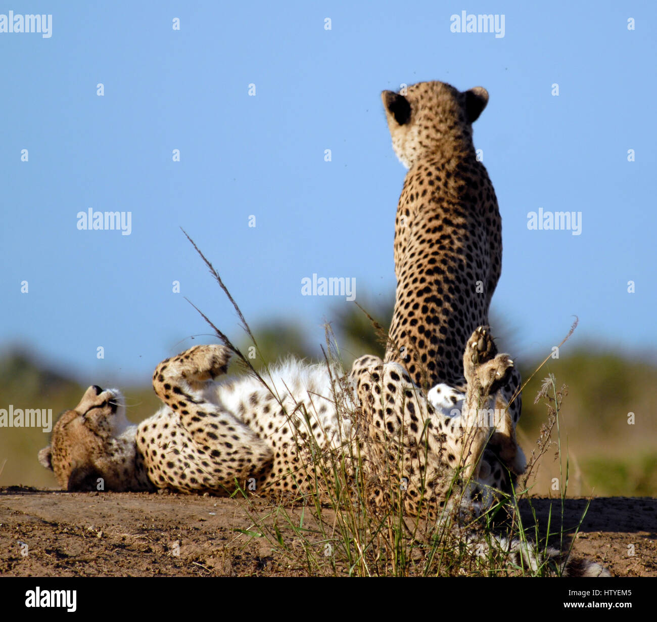 Le guépard, Phinda Private Game Reserve, Afrique du Sud Banque D'Images