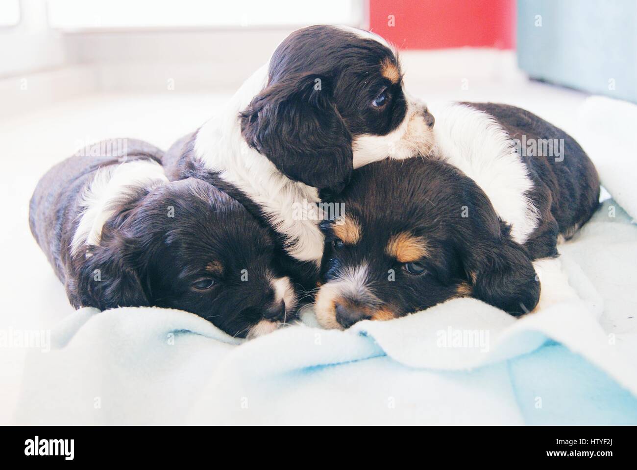 Trois chiens chiot Cocker sur un lit Banque D'Images