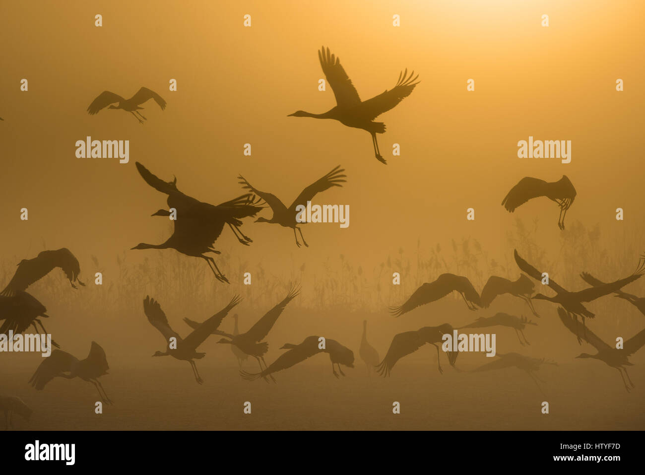 Vol de grues au lever de Rosh Pina, Israël Banque D'Images