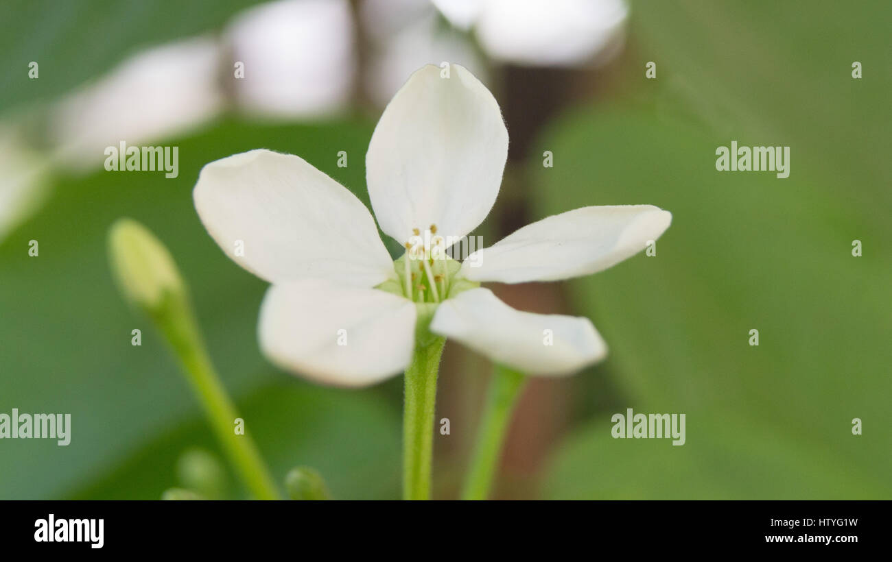 Relation est comme une fleur, elle pousse en vraie perfection quand vous prenez soin d'elle. Banque D'Images