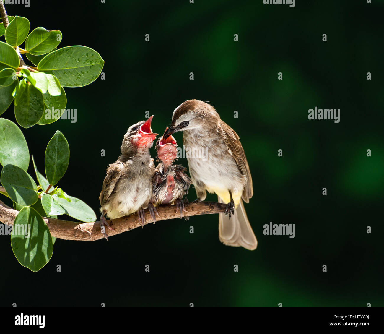 Évent jaune bulbul nourrir les oiseaux les poussins, parit Buntar, Perak, Malaisie Banque D'Images