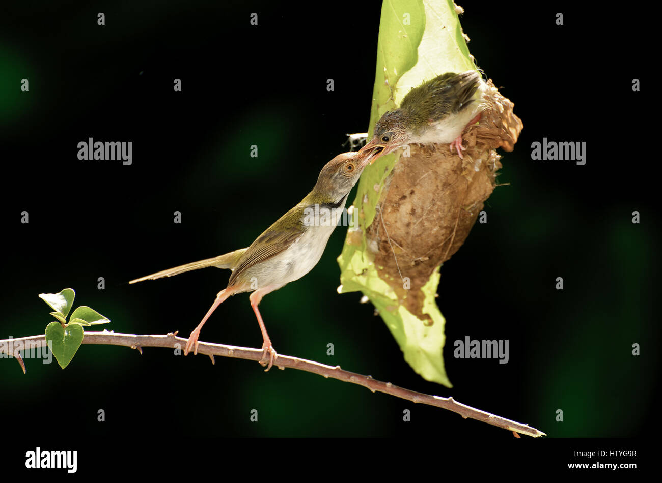 Nourrir les oiseaux Pipit chick, parit Buntar, Perak, Malaisie Banque D'Images