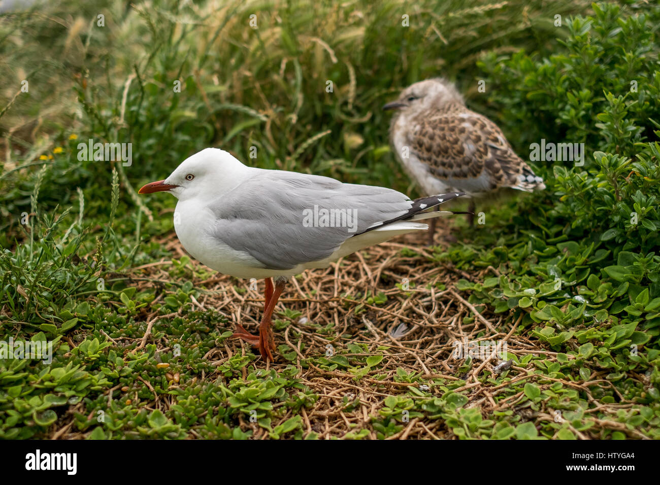 Deux mouettes, l'île de Philips, Gippsland, Victoria, Australie Banque D'Images