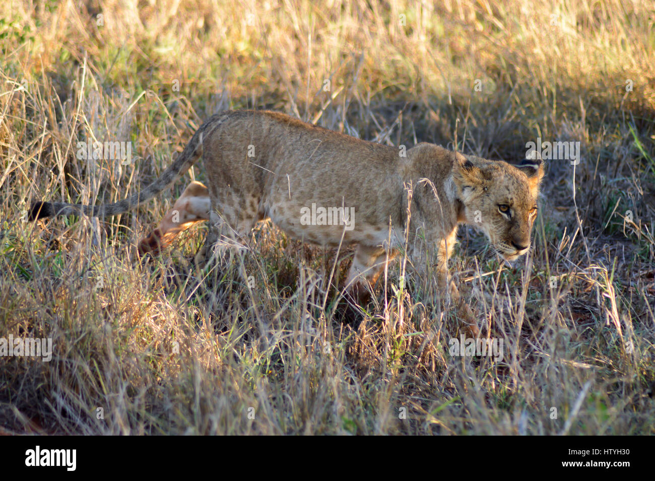 Lion cub balade dans l'ouest du parc de Tsavo au Kenya Banque D'Images