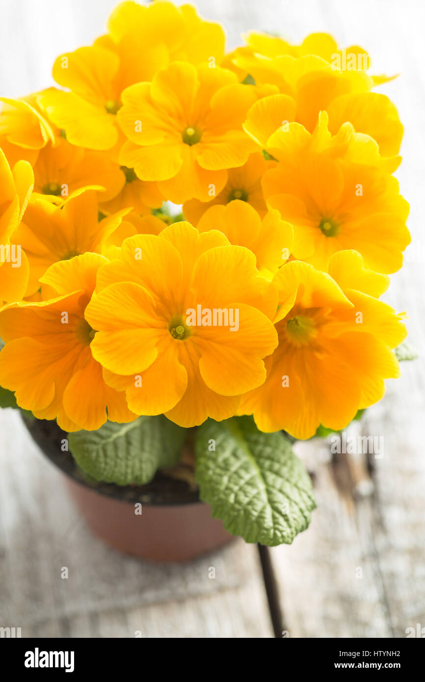 La fleur orange en pot sur la vieille table en bois. Banque D'Images