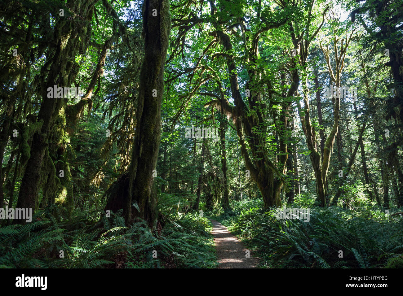 La végétation à Kestner sentier Homestead, Quinault, la forêt tropicale près de Quinault, Olympic National Park, Washington, USA Banque D'Images