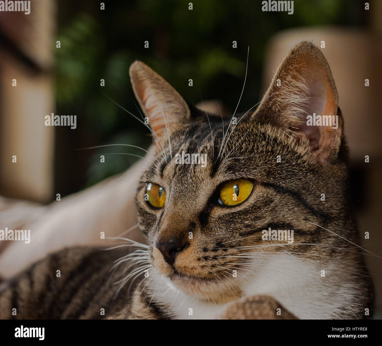 Chat Gris A Rayures Banque De Photographies Et D Images A Haute Resolution Alamy