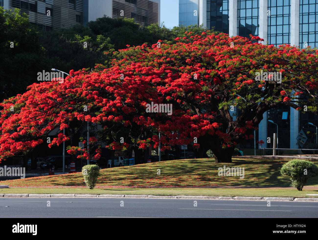 Bâtiment public brésilien : Flame Tree à TJDF square, cour de justice du district fédéral de Brasilia, DF, Brésil Banque D'Images