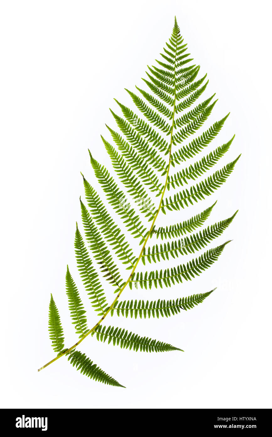Fern leaf close up cut out isolé sur fond blanc. Banque D'Images
