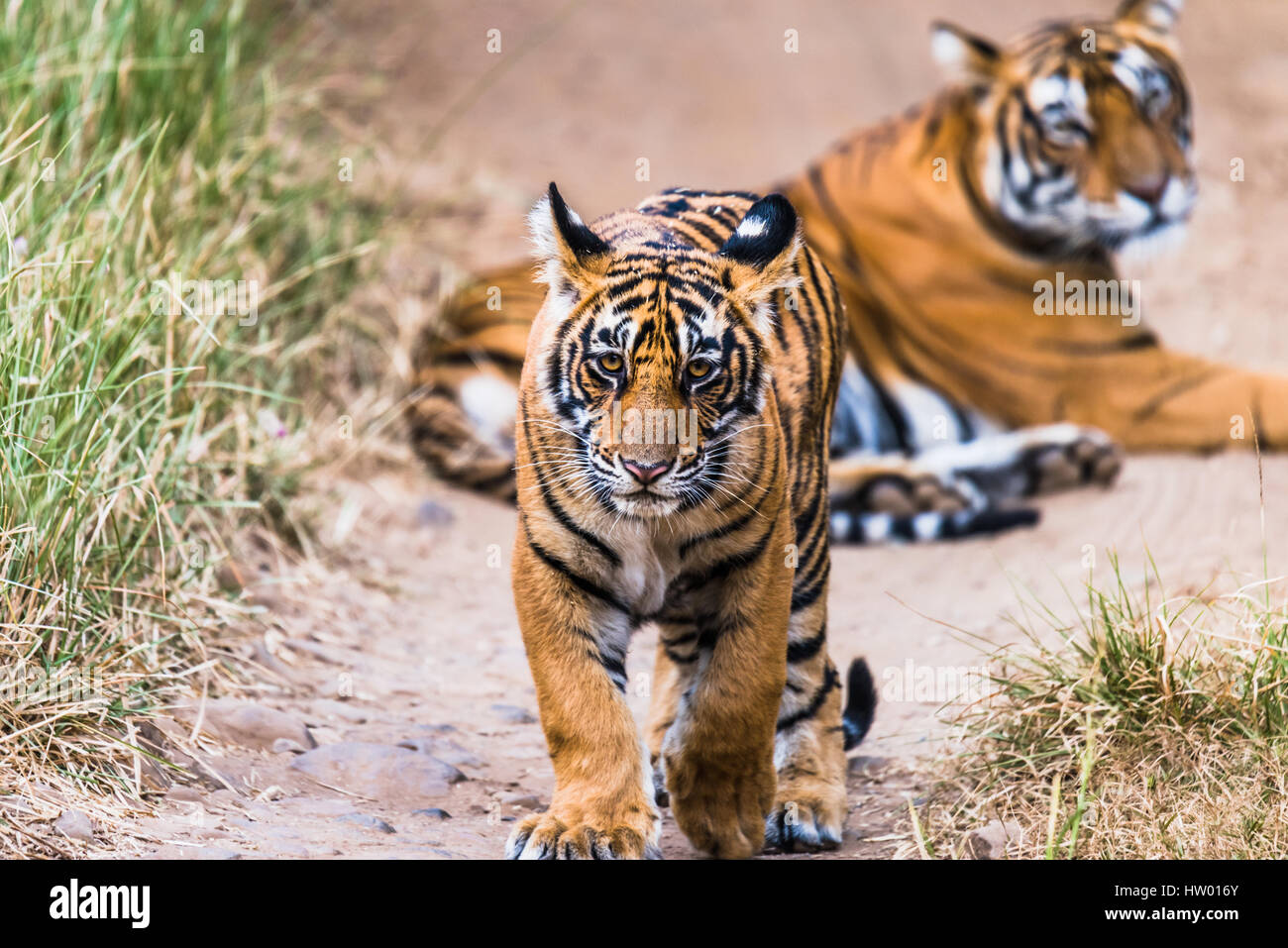 Huit mois cub de Royal Bengal Tiger walking avant. Tigresse noor isolé en arrière-plan Banque D'Images