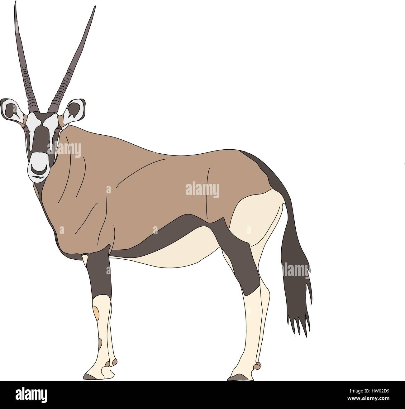 Portrait d'un comité permanent Gemsbok avec deux cornes à la recherche dans le c Illustration de Vecteur