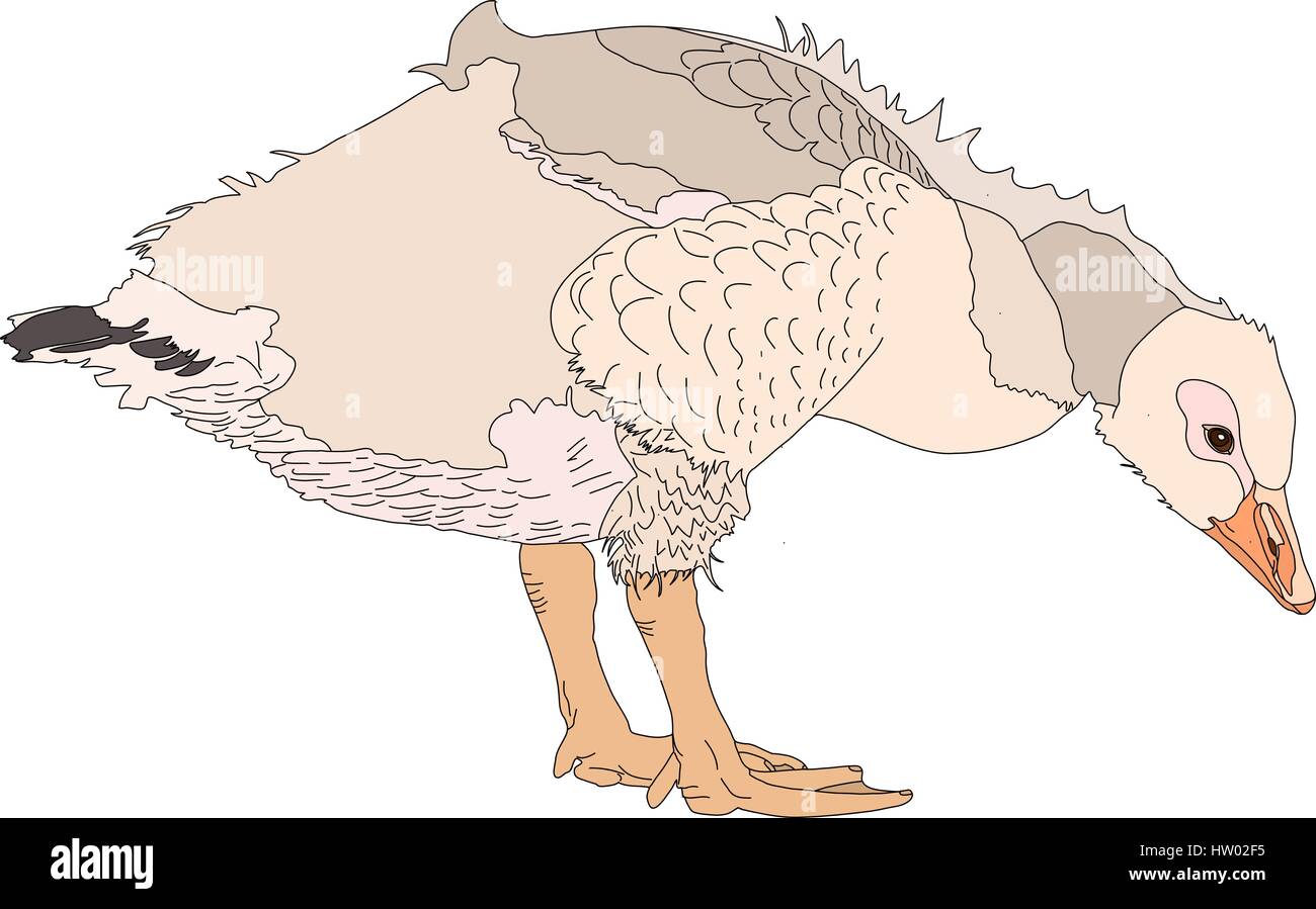 Portrait d'une oie cendrée chicken Illustration de Vecteur