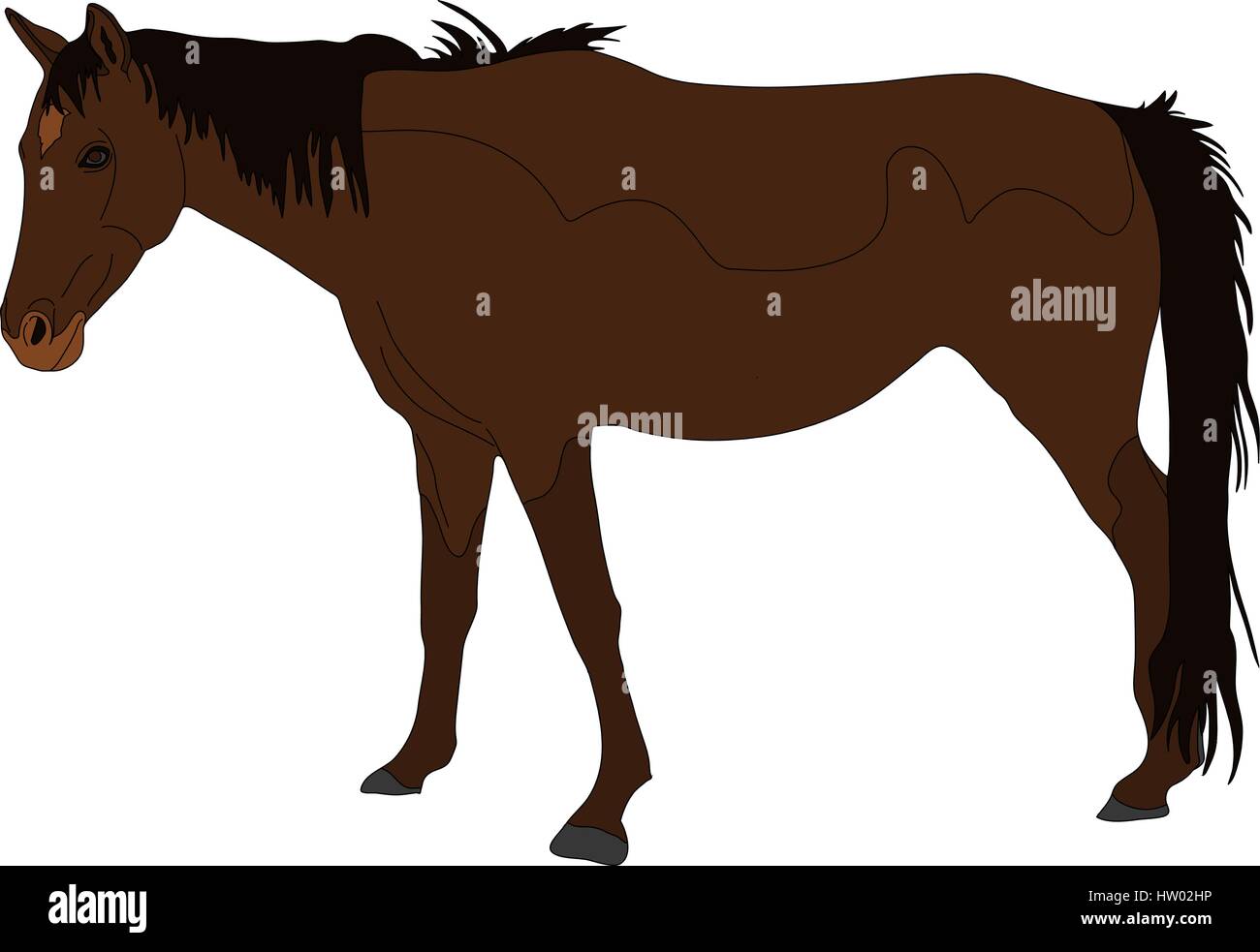 Portrait d'un cheval sauvage du désert du Namib Illustration de Vecteur