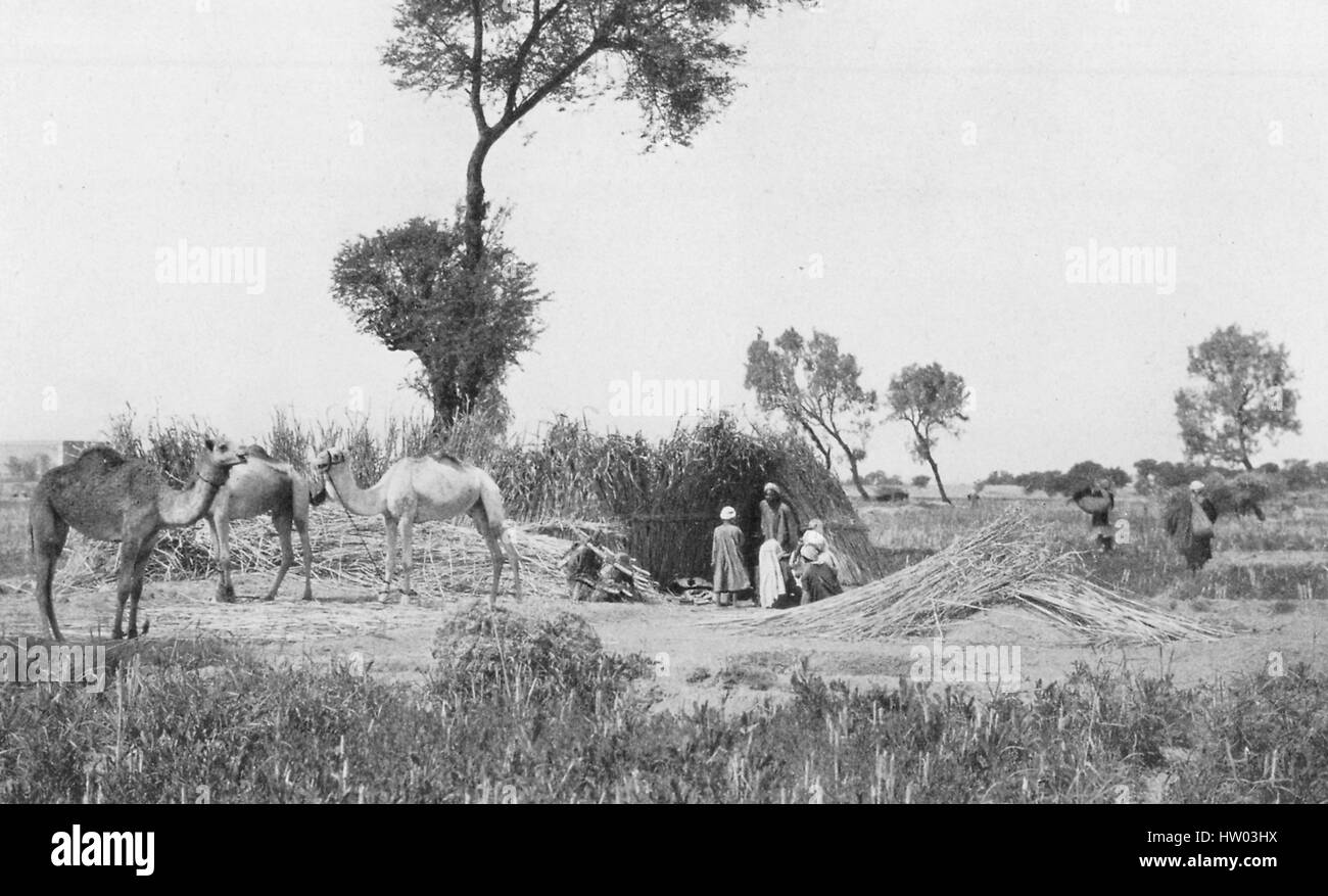 Plantation de canne à sucre camp, avec les travailleurs locaux et les chameaux, sur le Haut Nil, l'Egypte, 1922. Banque D'Images