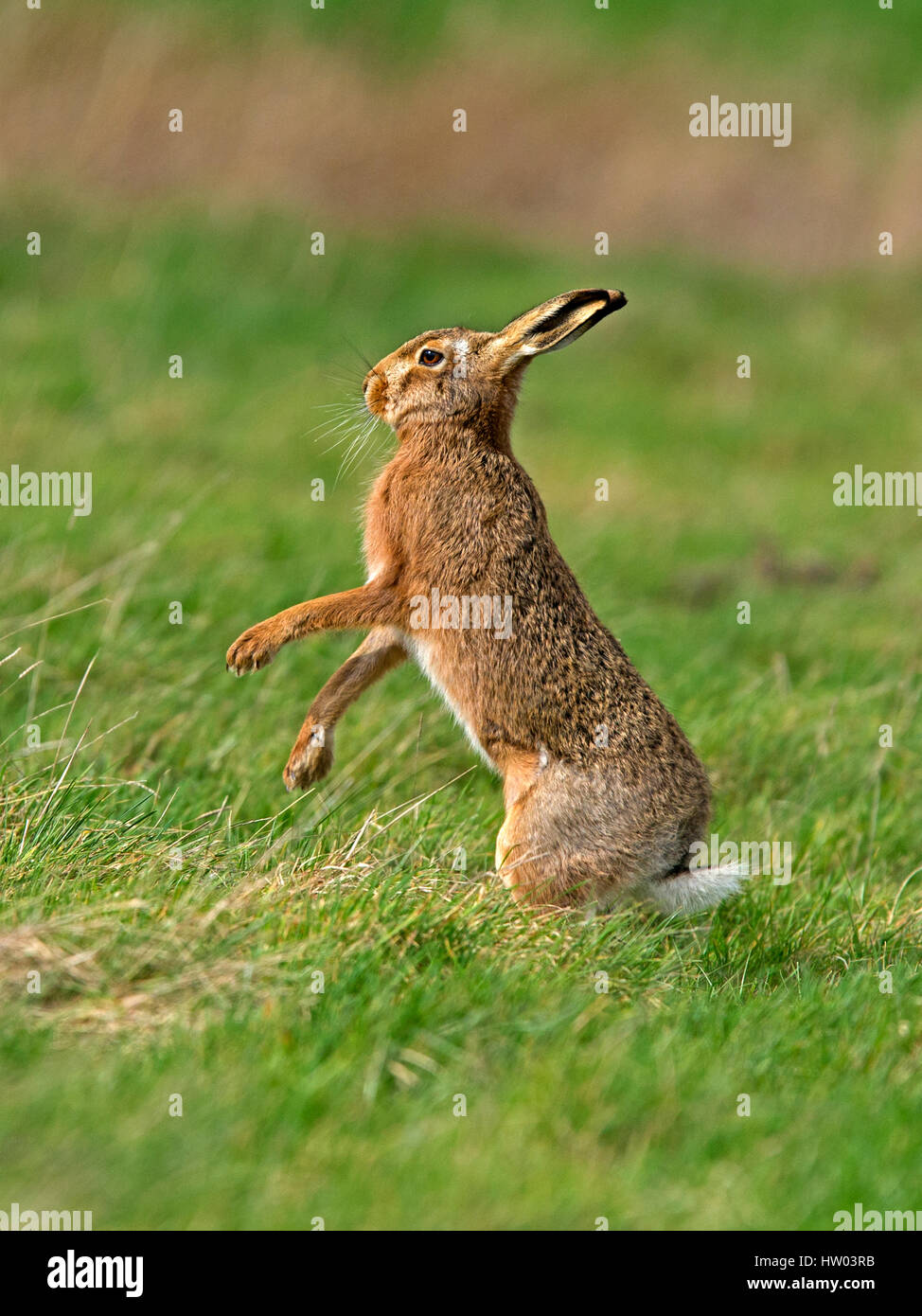 European brown hare prête pour la boxe Banque D'Images