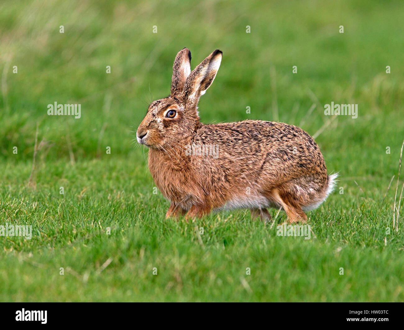 European brown hare standing Banque D'Images