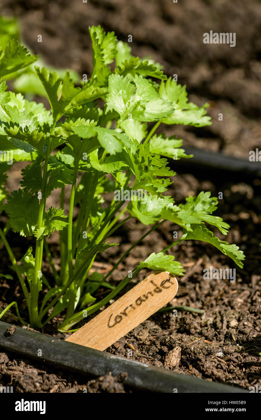 La coriandre plantes croissant dans un jardin avec lit l'irrigation goutte-à-goutte dans l'ouest de Washington, USA. La coriandre (Coriandrum sativum), également connu sous le nom de cilant Banque D'Images