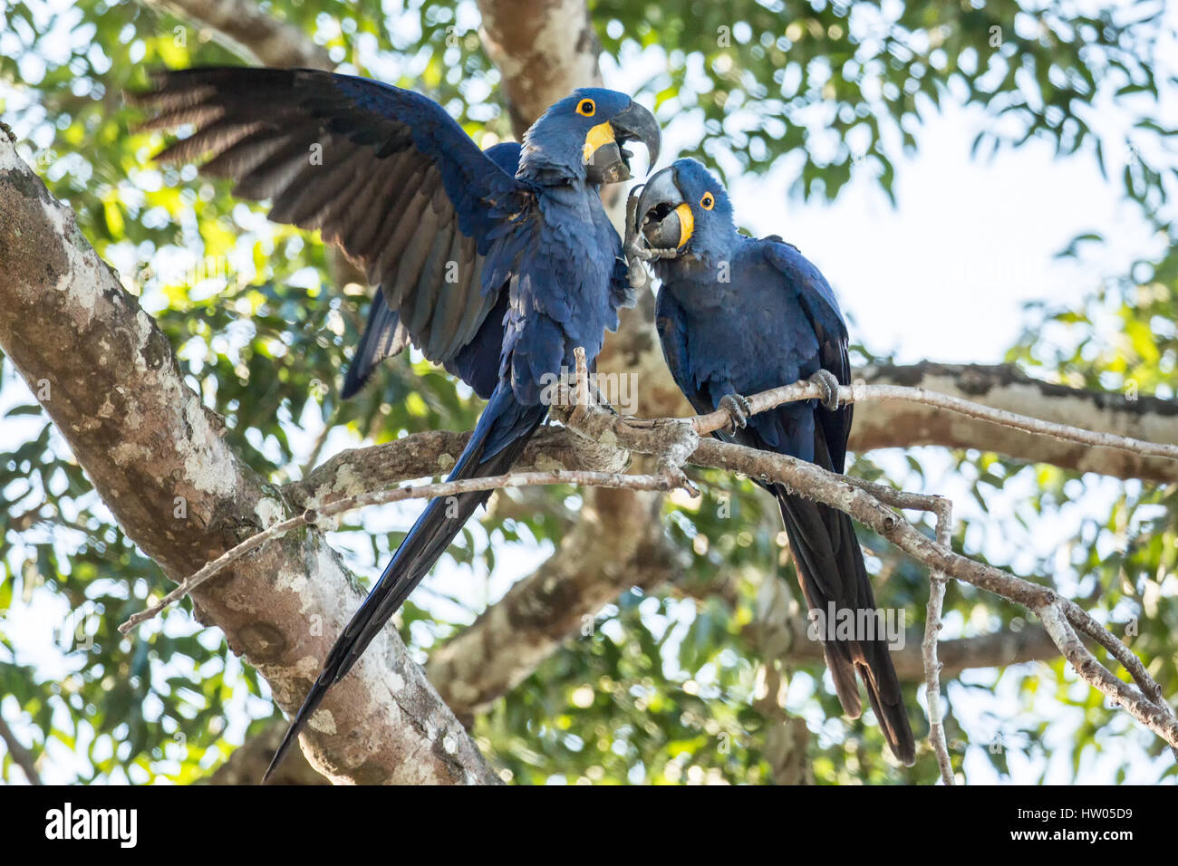 Paire accouplée de Hyacinth Macaws montrer de l'affection qu'ils se percher dans un arbre dans la région du Pantanal, Mato Grosso, Brésil, Amérique du Sud Banque D'Images