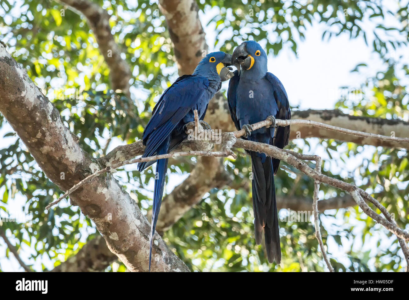 Paire accouplée de Hyacinth Macaws montrer de l'affection qu'ils se percher dans un arbre dans la région du Pantanal, Mato Grosso, Brésil, Amérique du Sud Banque D'Images
