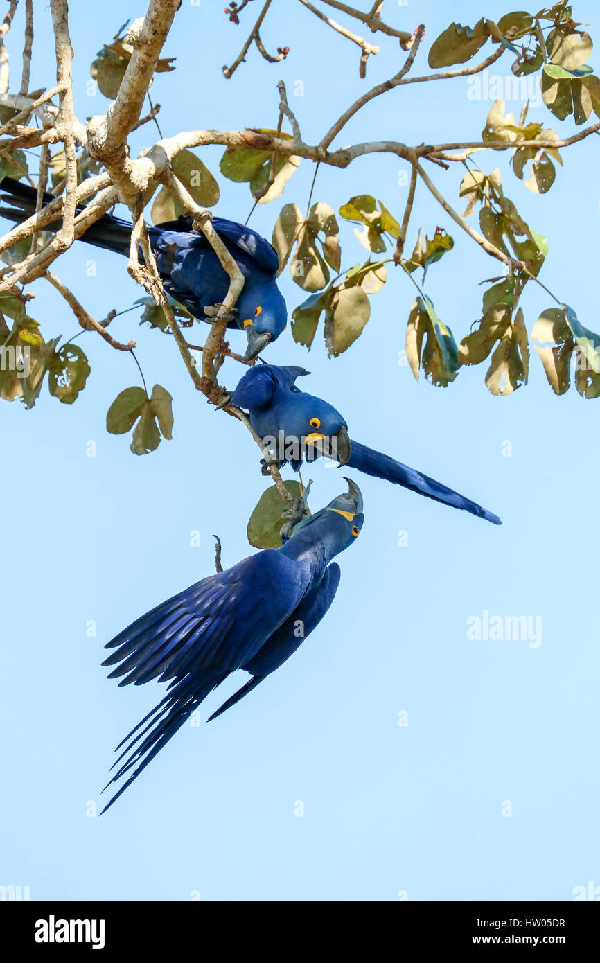 Paire de Hyacinth Macaws accouplé pour la vie, montrer de l'affection, dans la région du Pantanal, Mato Grosso, Brésil, Amérique du Sud Banque D'Images