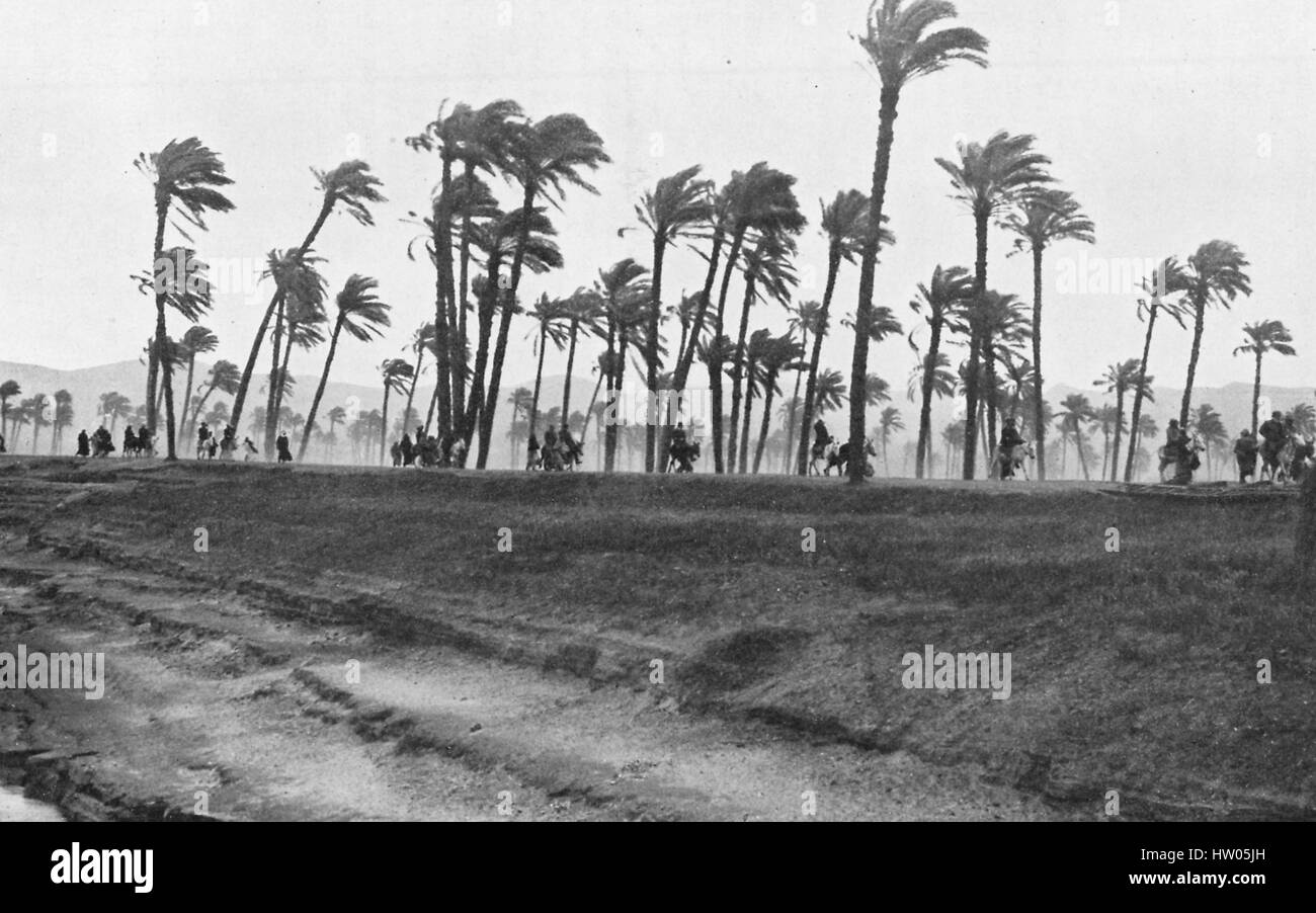 Au cours d'une tempête de sable sur les rives de la rivière du Nil à Beni-Hassan, les palmiers sont soufflées par de forts vents, l'Egypte, 1922. Banque D'Images