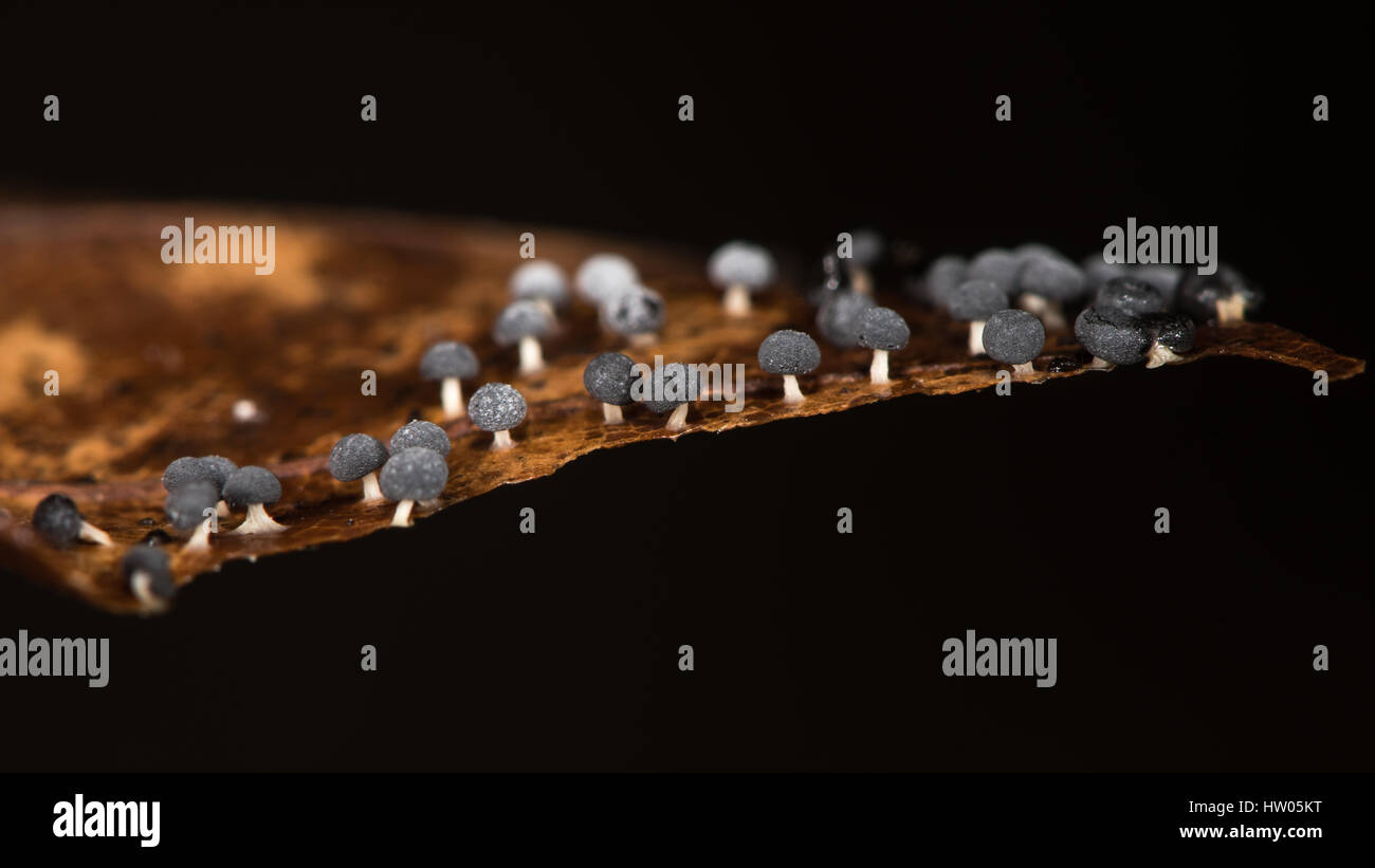 Myxomycète noir minuscule sur le hêtre (Fagus sylvatica) feuille. Colonie de petits champignons noirs dans la litière de la forêt de hêtre Banque D'Images