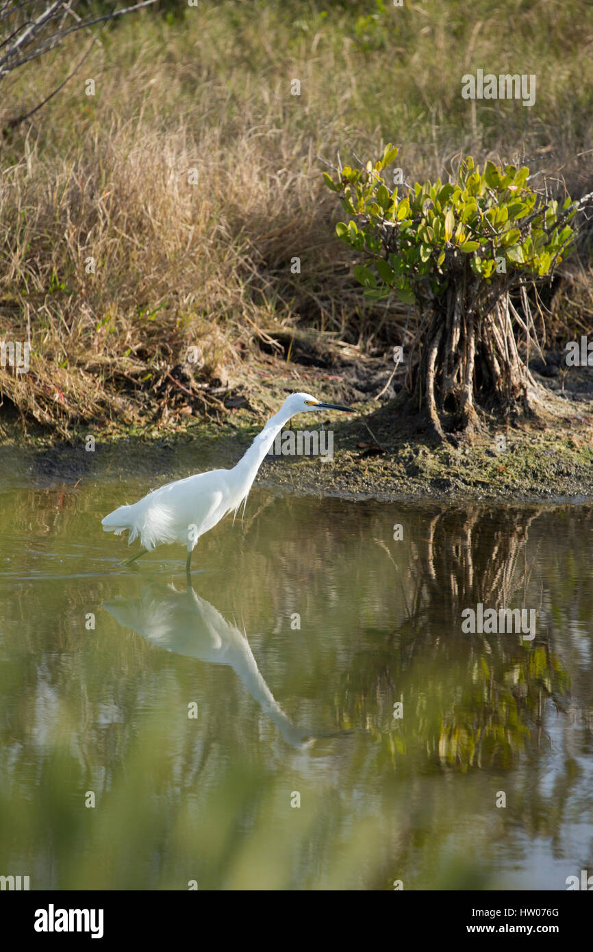 Aigrette neigeuse blanc à Black Point dur de la faune, Merritt Island National Wildlife Refuge, Floride Banque D'Images