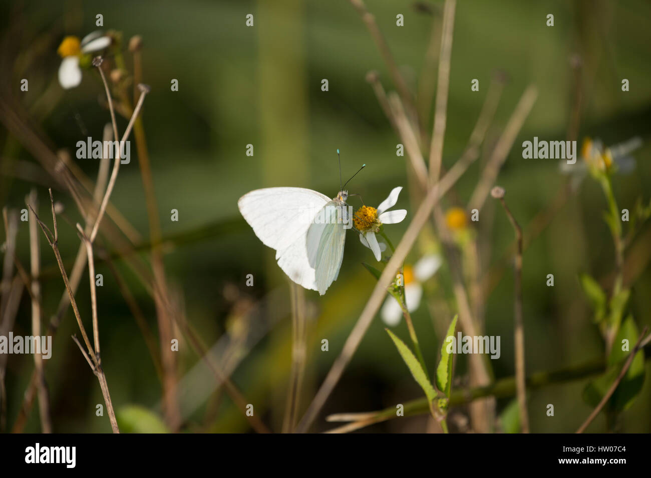 Grand papillon blanc du sud le long de la faune du Point Noir