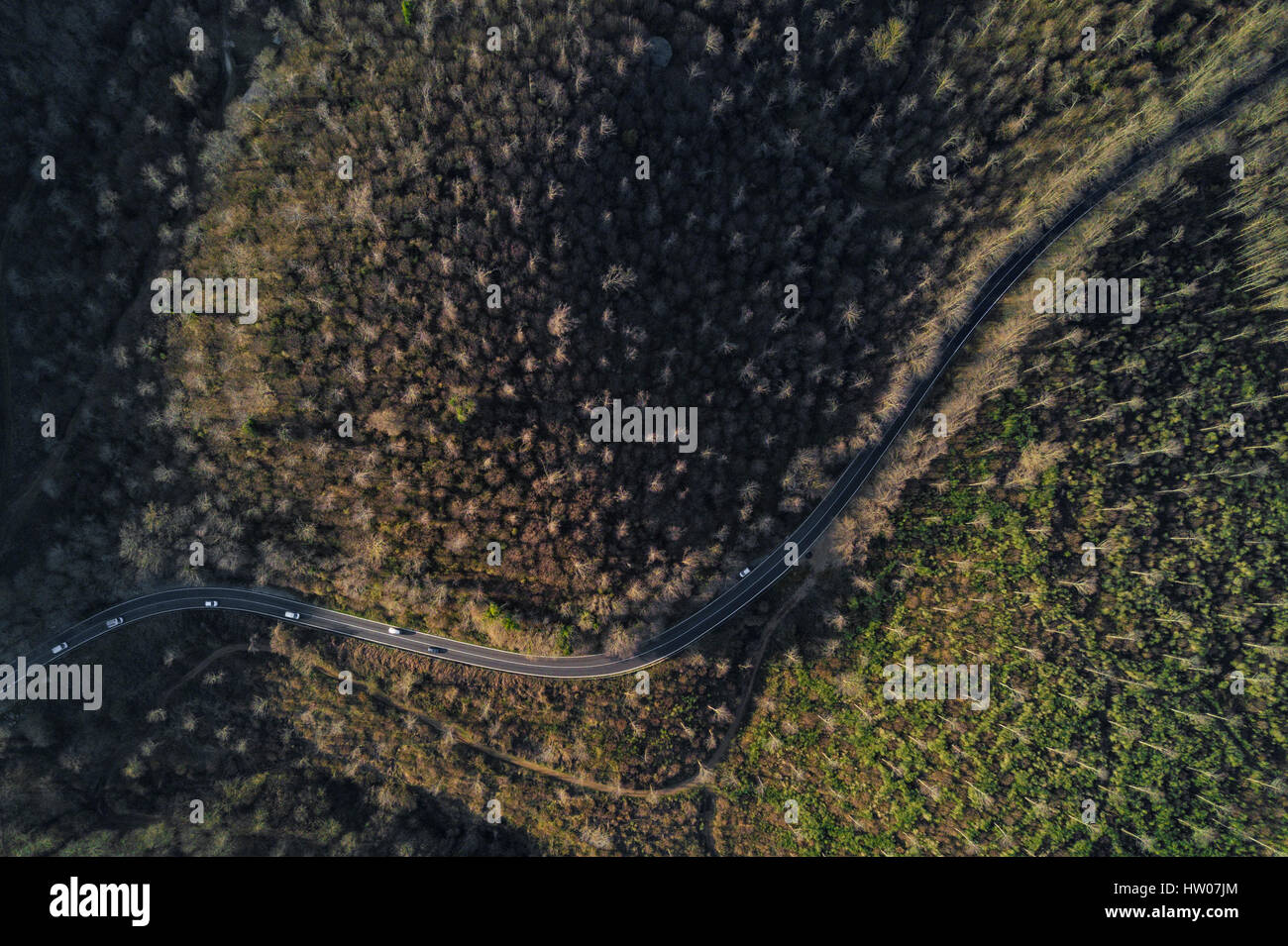 Vue aérienne de la forêt sauvage au coucher du soleil Banque D'Images